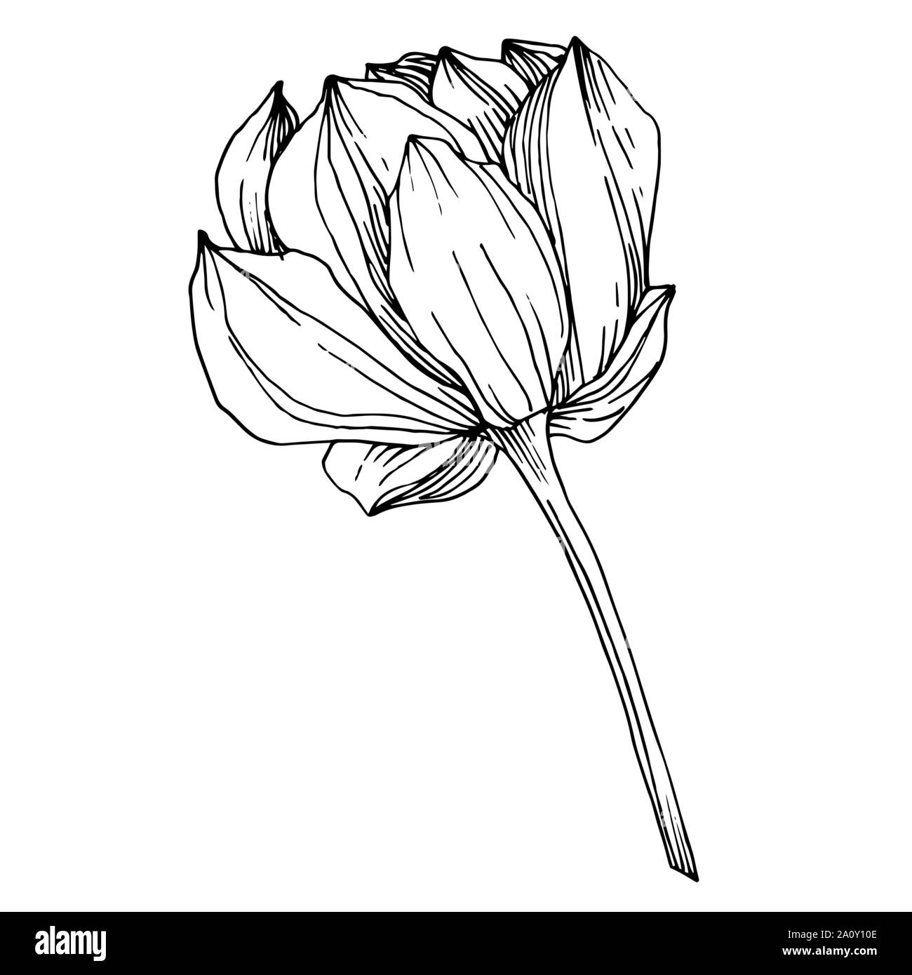 Vector Lotus floral botanical flower. Black and white engraved ink art ...