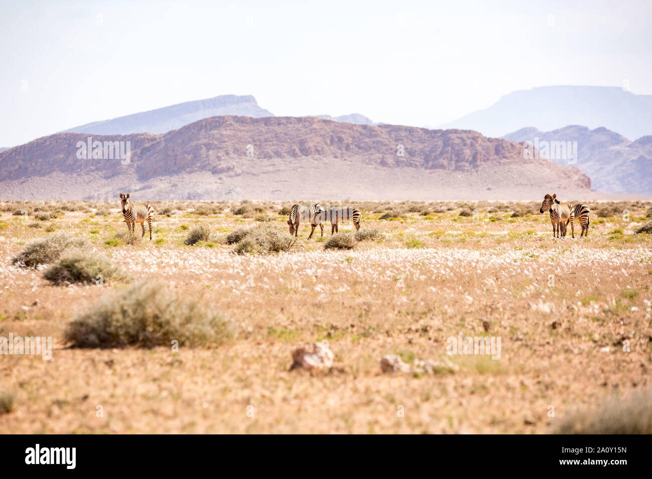 Zebra desert hi-res stock photography and images - Alamy
