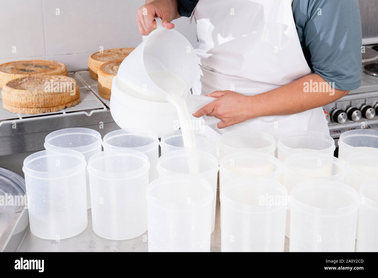 Cheesemaker pours the curdled milk into plastic forms to shape the ...