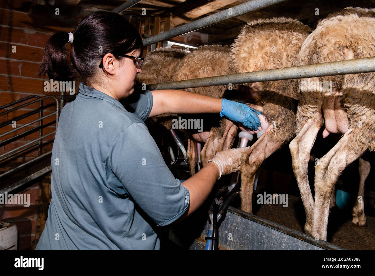 The breeder prepares sheep for milking in her barn Stock Photo Alamy