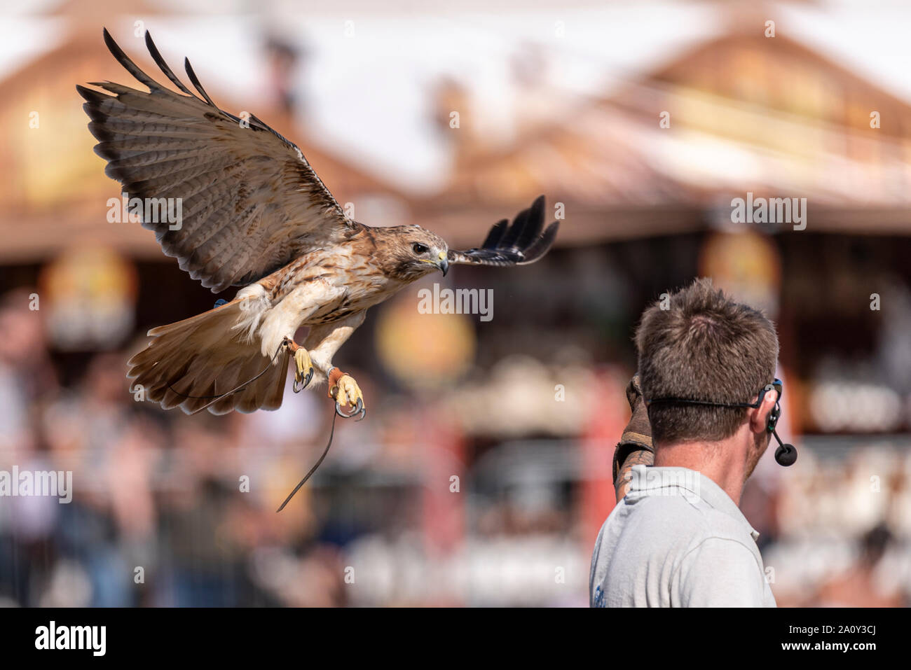 Fens Falconry, falconry display at the National Country Show Live at Hylands Park, Chelmsford