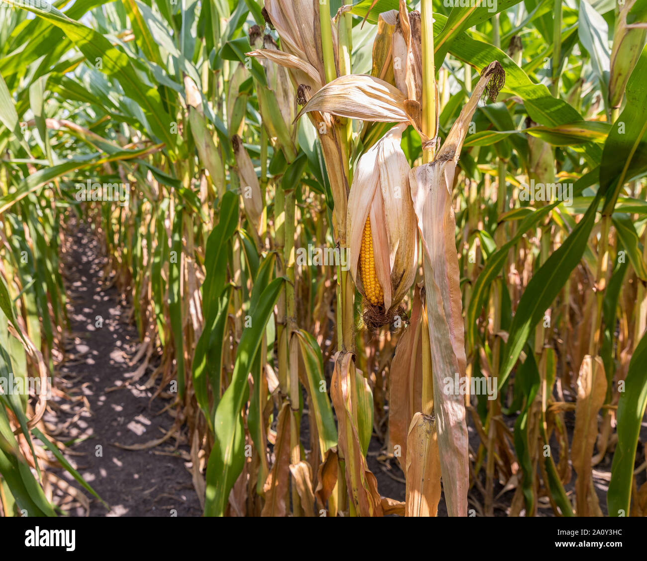 Ear of corn hanging on cornstalk, drying husk open exposing kernels. View of rows in cornfield under canopy of leafs before fall harvest. Stock Photo