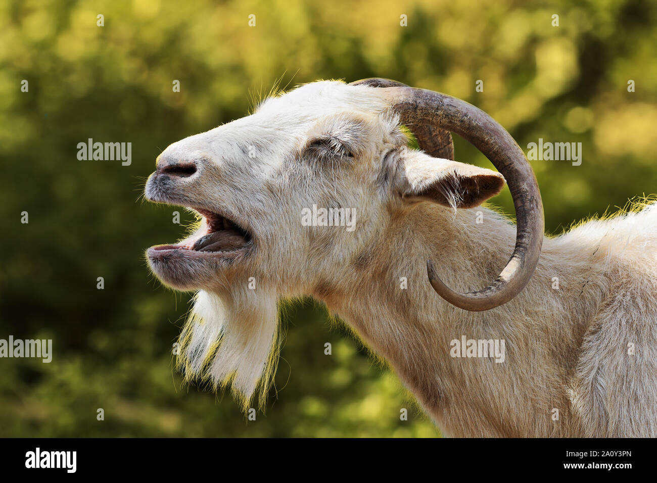 portrait of aggressive white billy goat Stock Photo