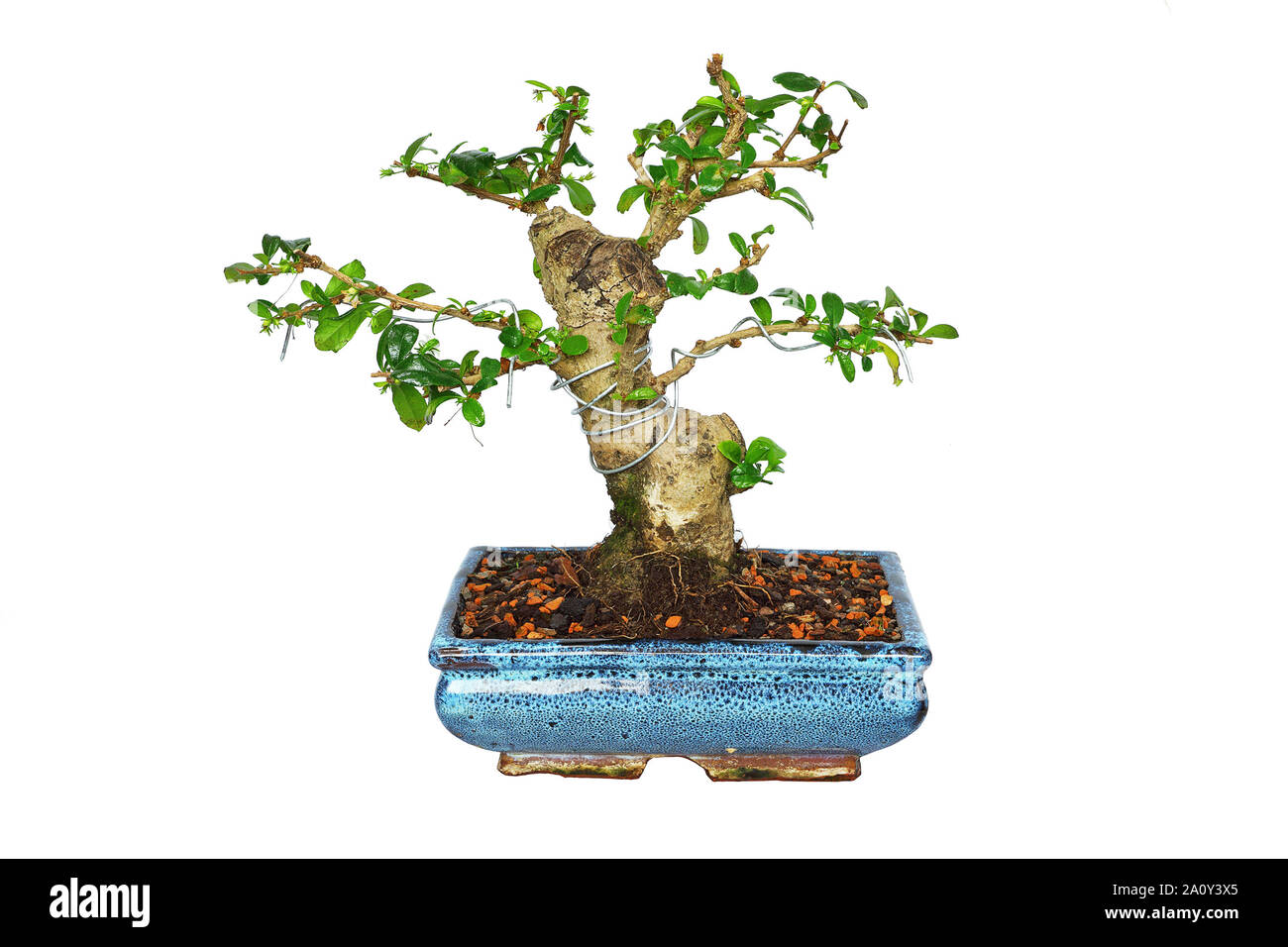 Carmona retusa bonsai in training, isolation over white background for your design ( fukien tea tree or Ehretia microphylla ) Stock Photo