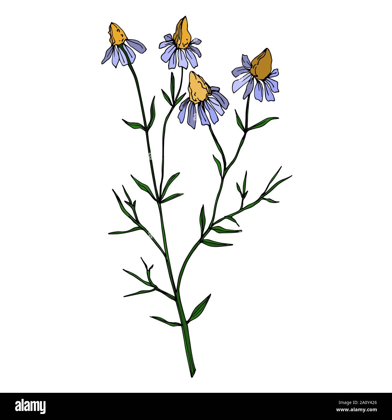 Vector Wildflowers floral botanical flowers. Wild spring leaf ...