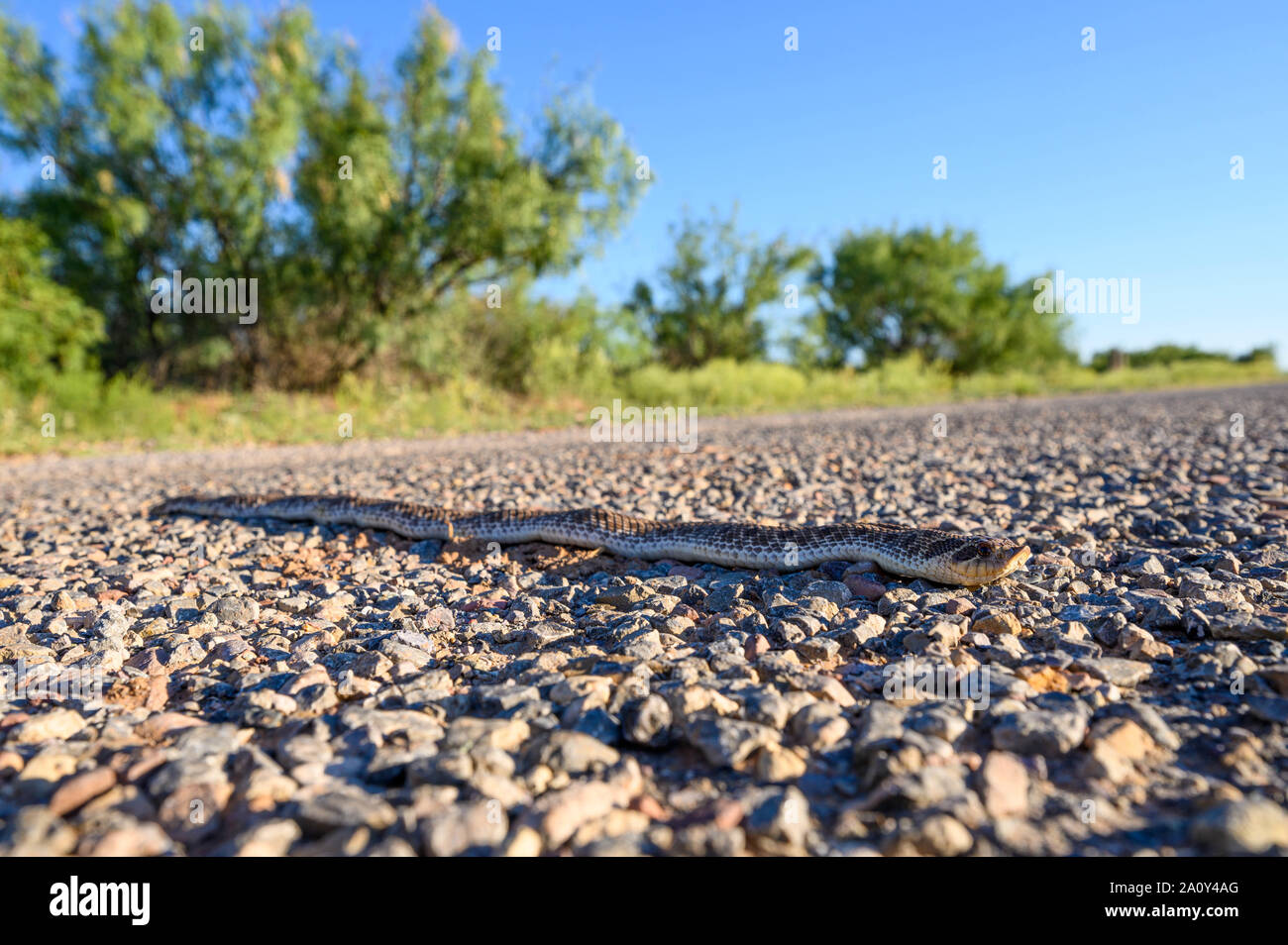 Mexican Hog-nosed Snake, (Heterdon kennerlyi), Corralitos ranch Road, Dona Anna co., New Mexico, USA. Stock Photo