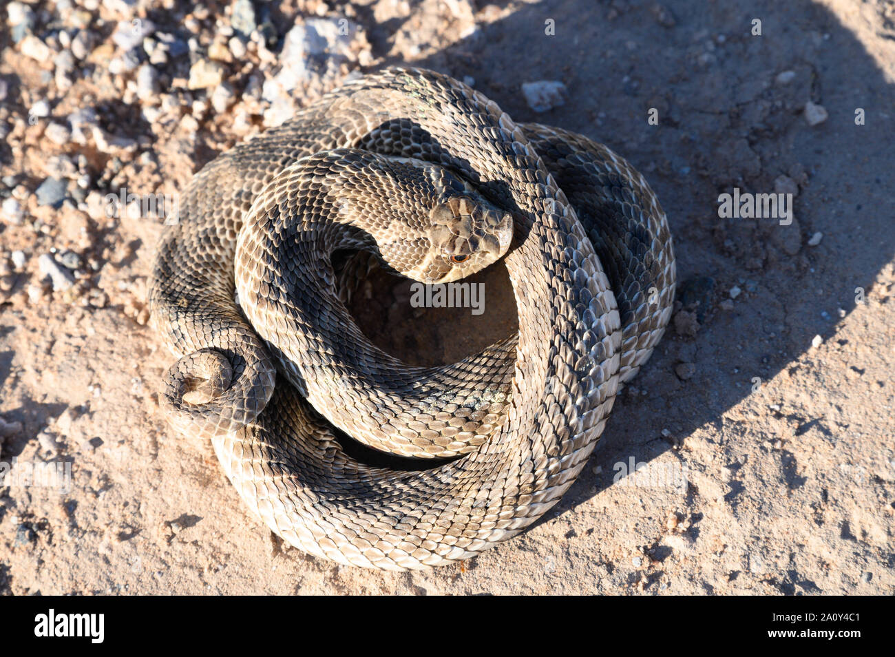 Mexican Hog-nosed Snake, (Heterdon kennerlyi), Corralitos ranch Road, Dona Anna co., New Mexico, USA. Stock Photo