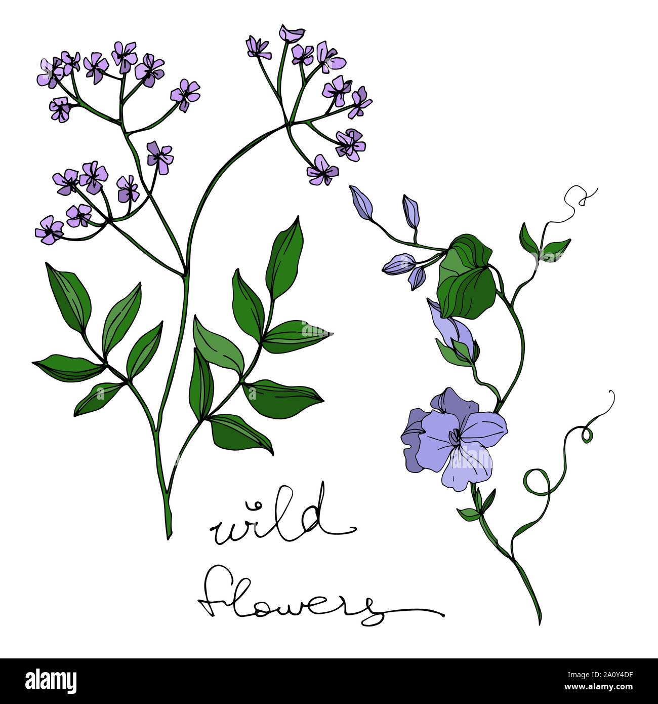 Vector Wildflowers floral botanical flowers. Wild spring leaf ...
