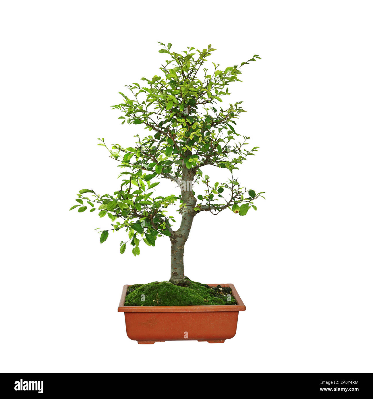 japanese elm bonsai isolated over white background ( Ulmus parvifolia ) Stock Photo