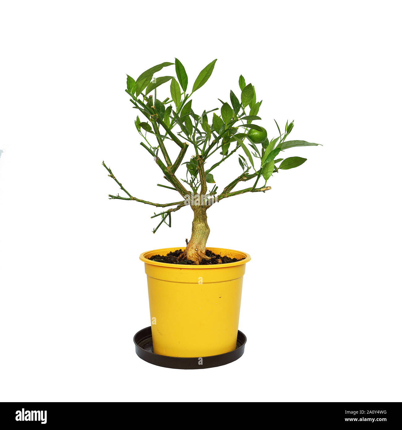 Bonsai lime hires stock photography and images Alamy