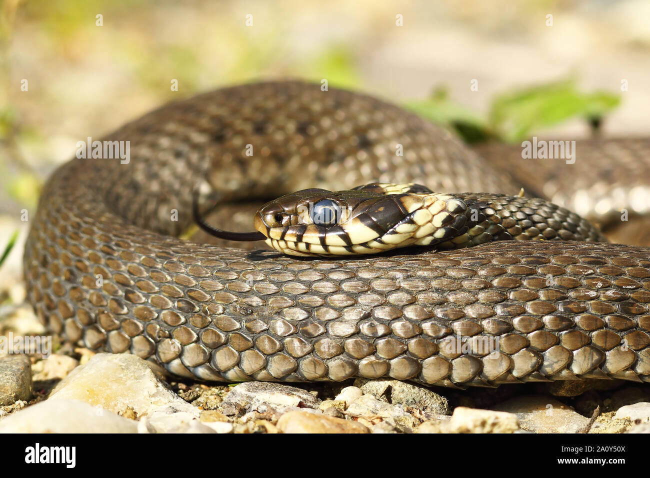 Natrix natrix basking in natural habitat, the common european  grass snake Stock Photo