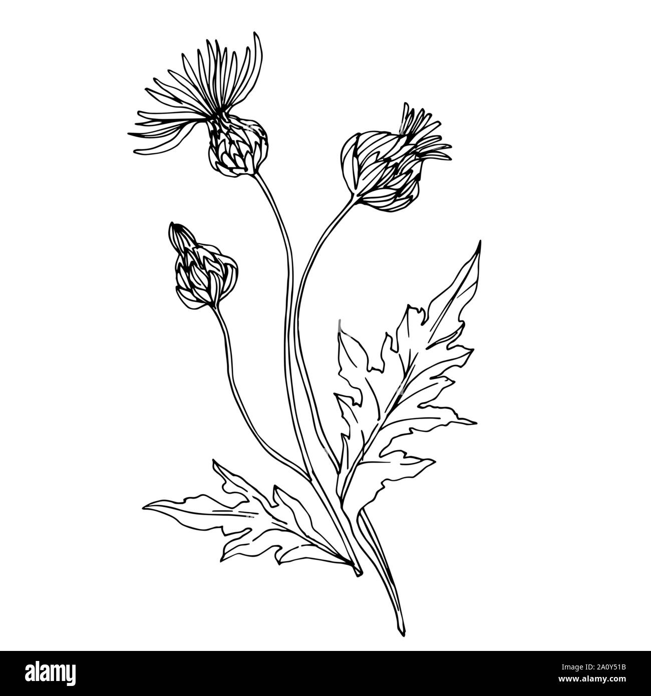 Vector wildflowers floral botanical flowers. Wild spring leaf