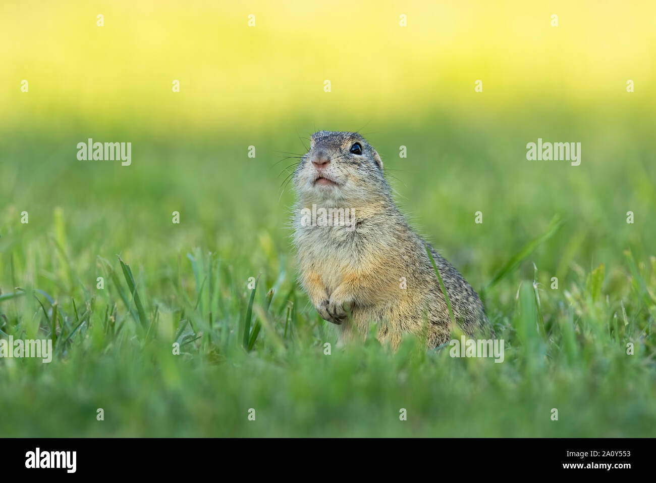 European ground squirrel standing upright and watching around in the morning. Stock Photo