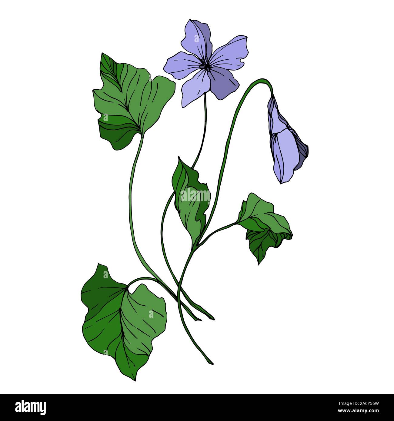 Vector Wildflowers floral botanical flowers. Wild spring leaf ...