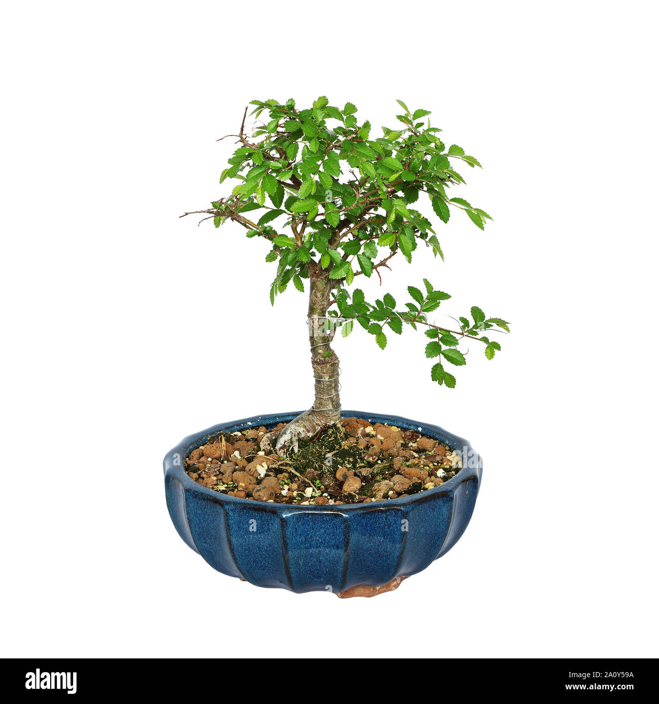 Ulmus parvifolia bonsai isolated on white background Stock Photo
