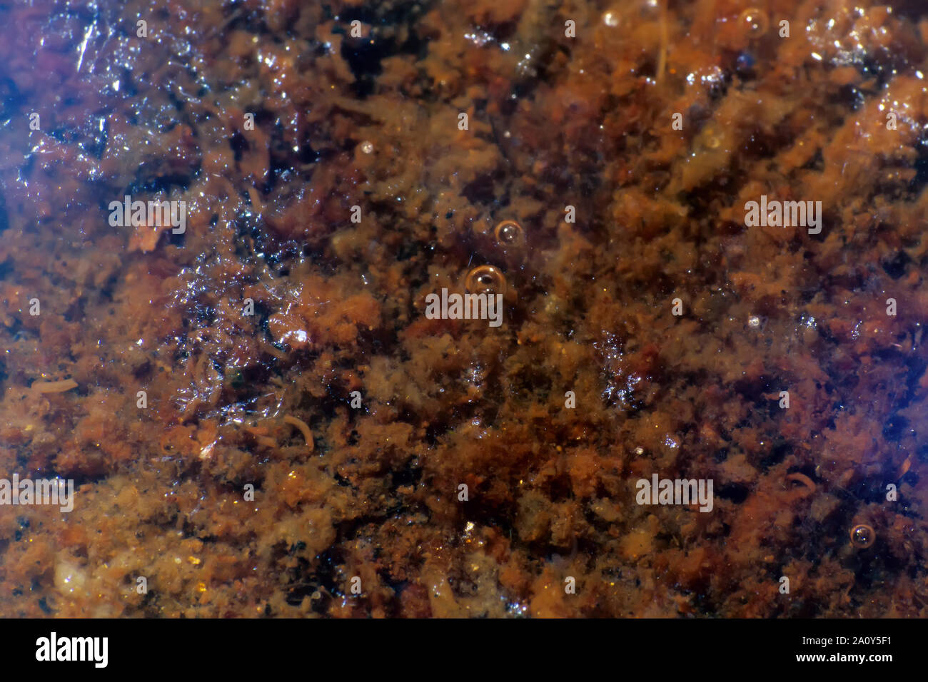 A stagnant water body and its surface. Rotten algae on the bottom and bubbles of marsh gas Stock Photo