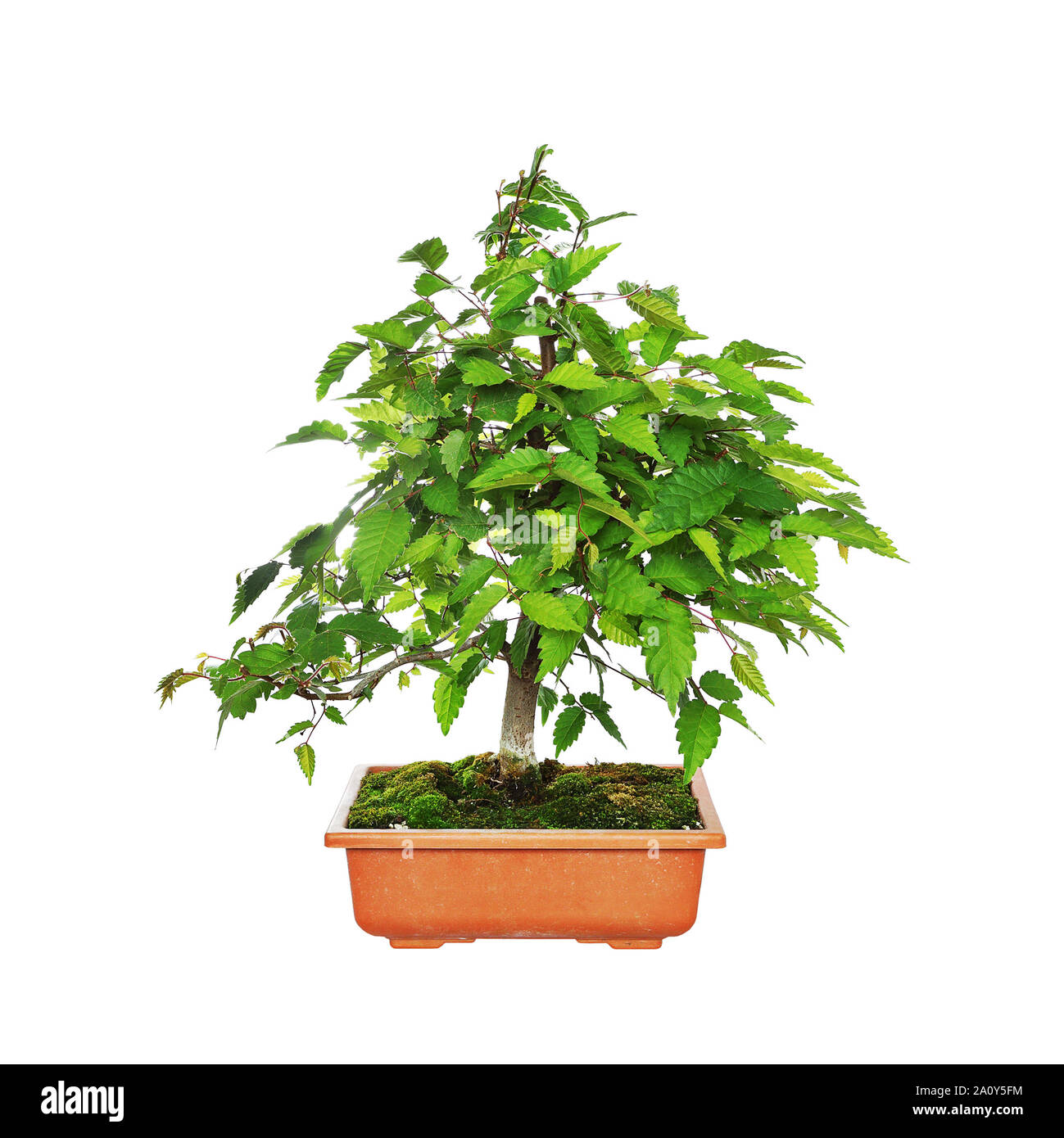 Zelkova serrata or japanese grey bark elm, bonsai isolated over white background Stock Photo