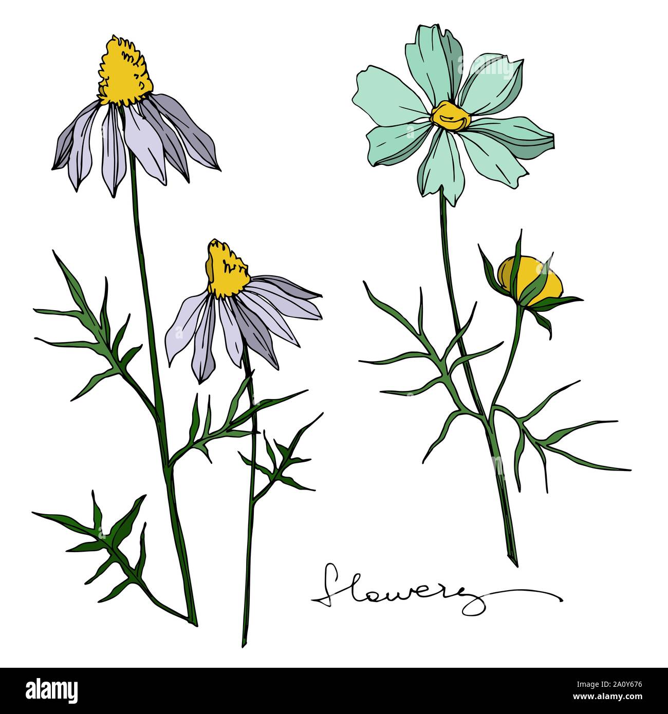 Vector wildflower floral botanical flowers. Wild spring leaf wildflower ...
