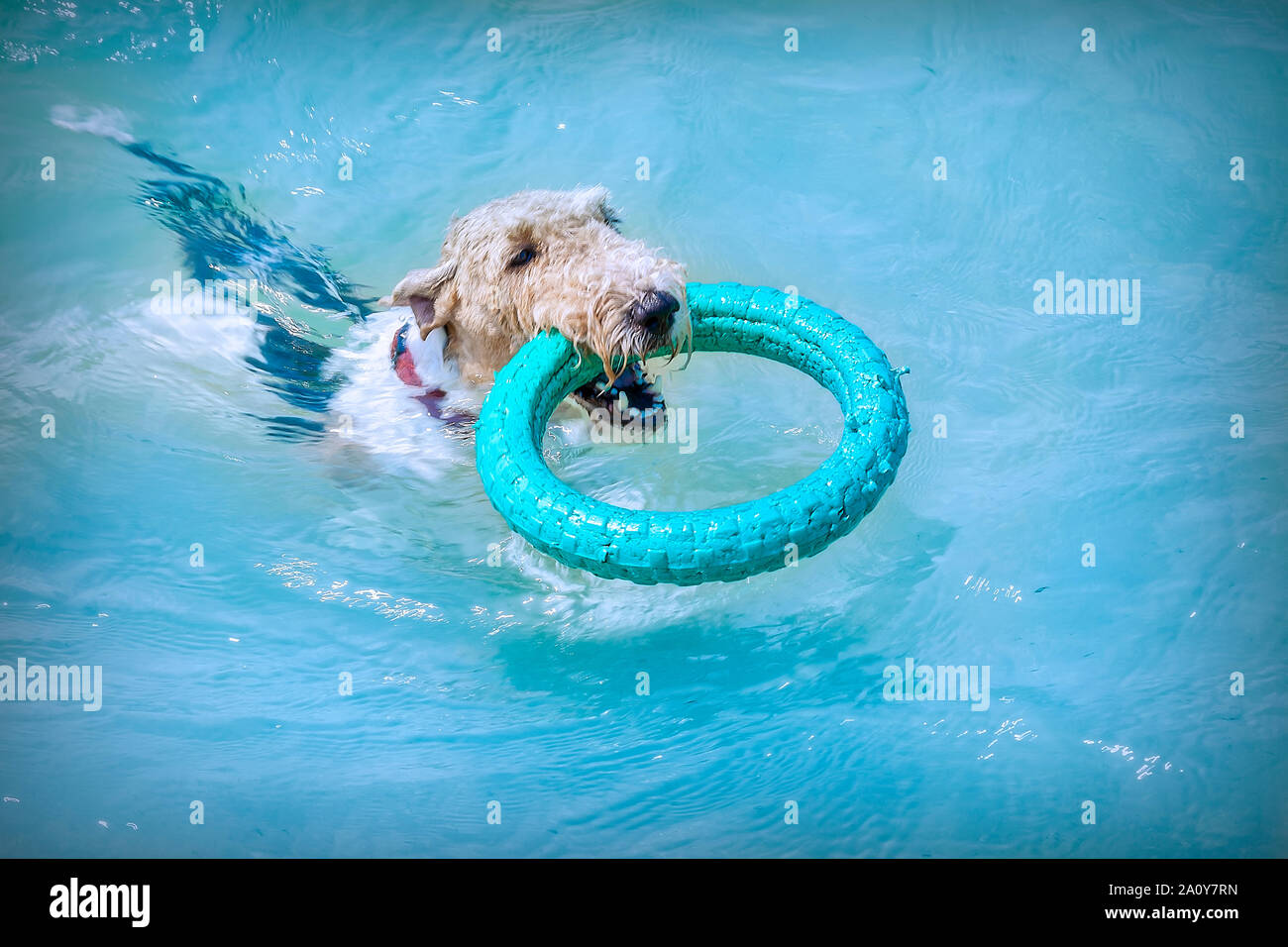 The dog floats and holds a ring in his mouth. Stock Photo