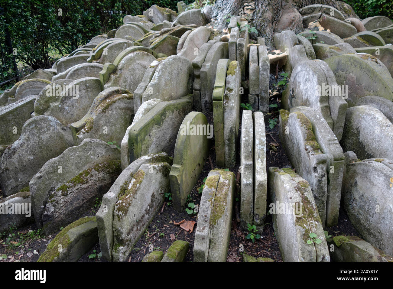 The base of the Hardy Tree in Old St Pancras Churchyard, London Stock Photo