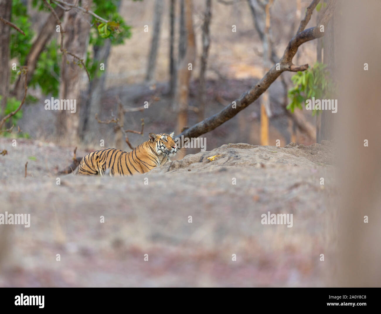 Royal Bengal Tiger or Panthera Tigris Tigris at Pench National Park, India Stock Photo