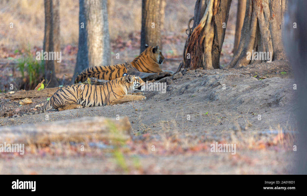 Royal Bengal Tiger or Panthera Tigris Tigris at Pench National Park, India Stock Photo