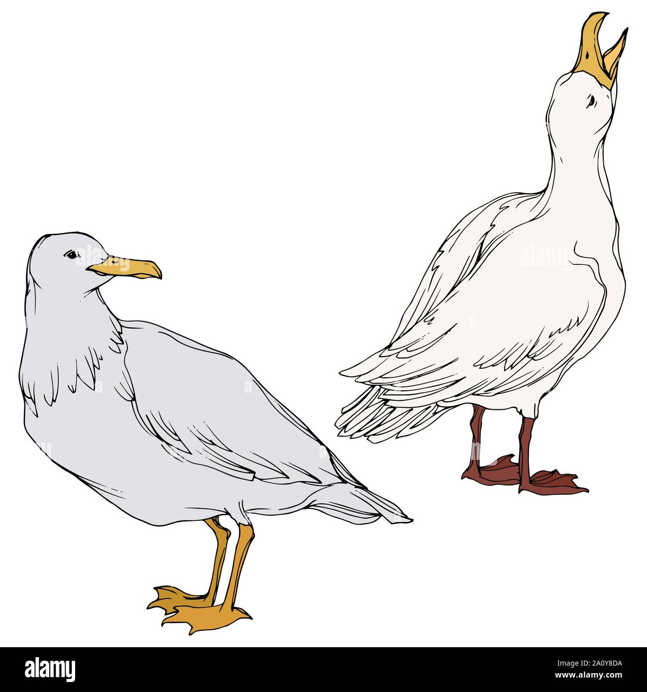 Vector Sky bird seagull in a wildlife. Black and white engraved ink art ...