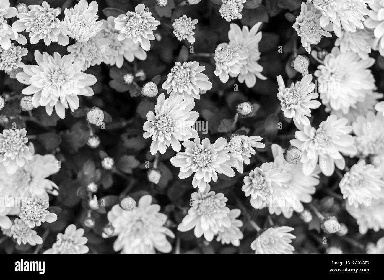Floral black and white pattern Stock Photo - Alamy