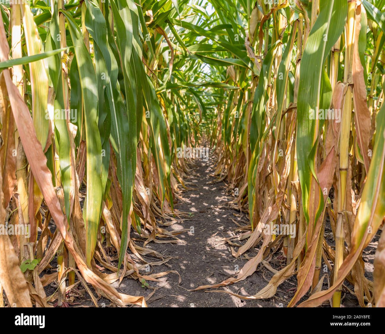 View from inside of cornfield under canopy of corn leafs looking down rows of cornstalks changing color as fall harvest season approaches Stock Photo