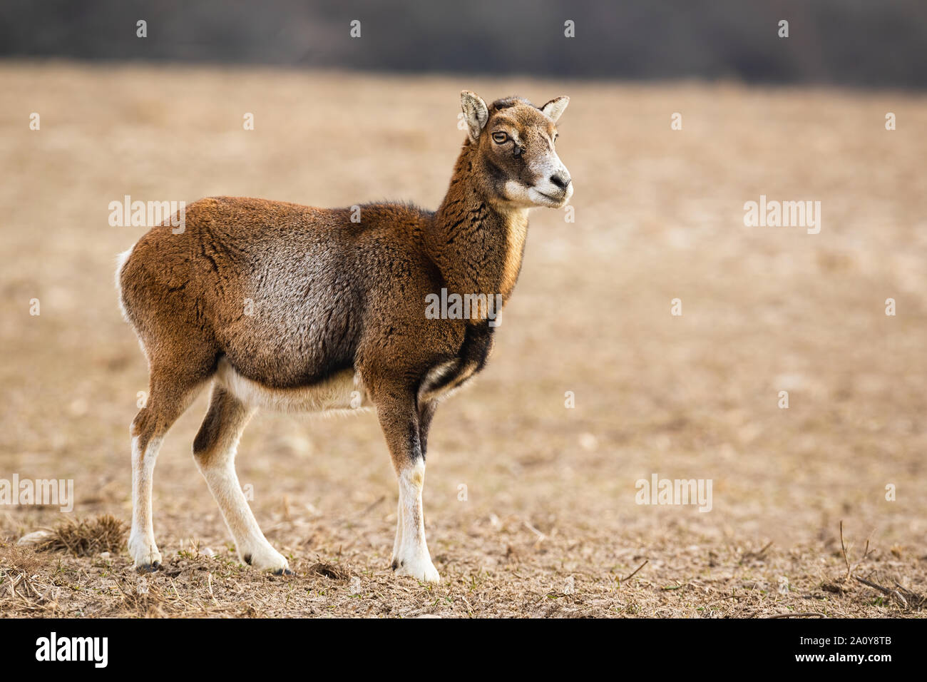 Female mouflon standing alerted on a meadow in winter looking aside. Stock Photo