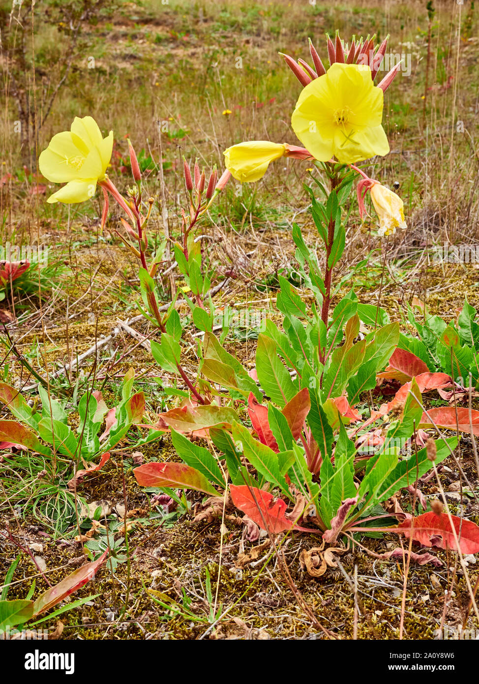 Common evening primrose ( Oenothera biennis ) yellow flowers growing at Rauceby Warren a Lincolnshire Wildlife Trust nature reserve Stock Photo