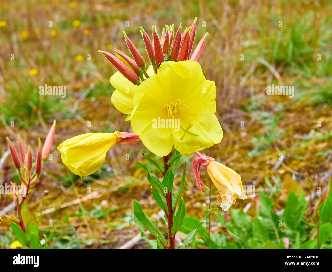 Common evening primrose ( Oenothera biennis ) yellow flowers growing at Rauceby Warren a Lincolnshire Wildlife Trust nature reserve Stock Photo