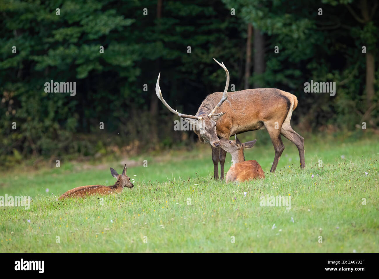Red deer family in nature close together touching with noses Stock Photo