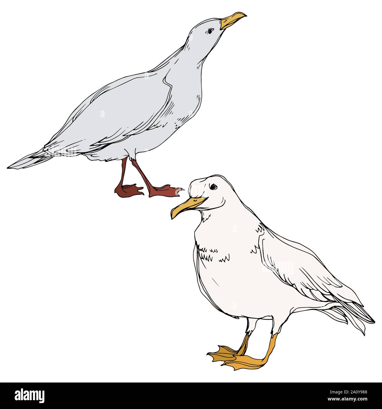 Vector Sky bird seagull in a wildlife. Black and white engraved ink art ...