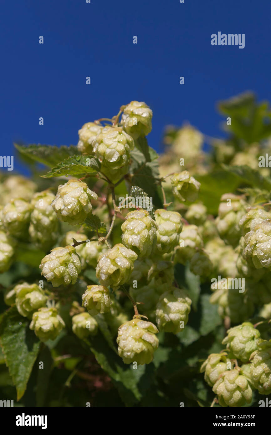 Humulus lupulus (common hop or hops) is a species of flowering plant in the hemp family Stock Photo
