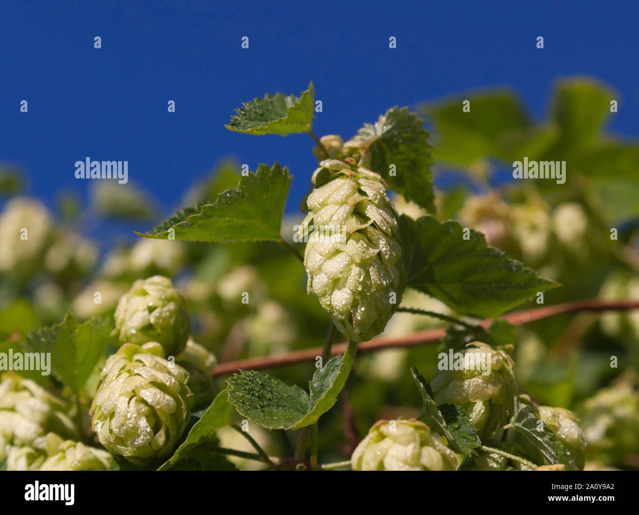 Is a species of humulus in the cannabaceae family hi-res stock ...