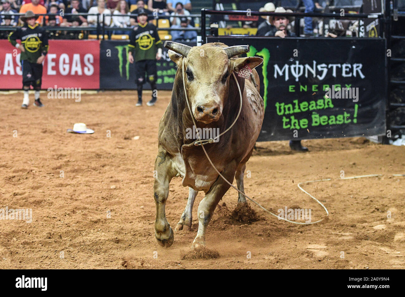 Fairfax, Virginia, USA. 21st Sep, 2019. Darn It reenters the arena with the lasso still around his neck during the first round held at EagleBank Arena in Fairfax, Virginia. Credit: Amy Sanderson/ZUMA Wire/Alamy Live News Stock Photo