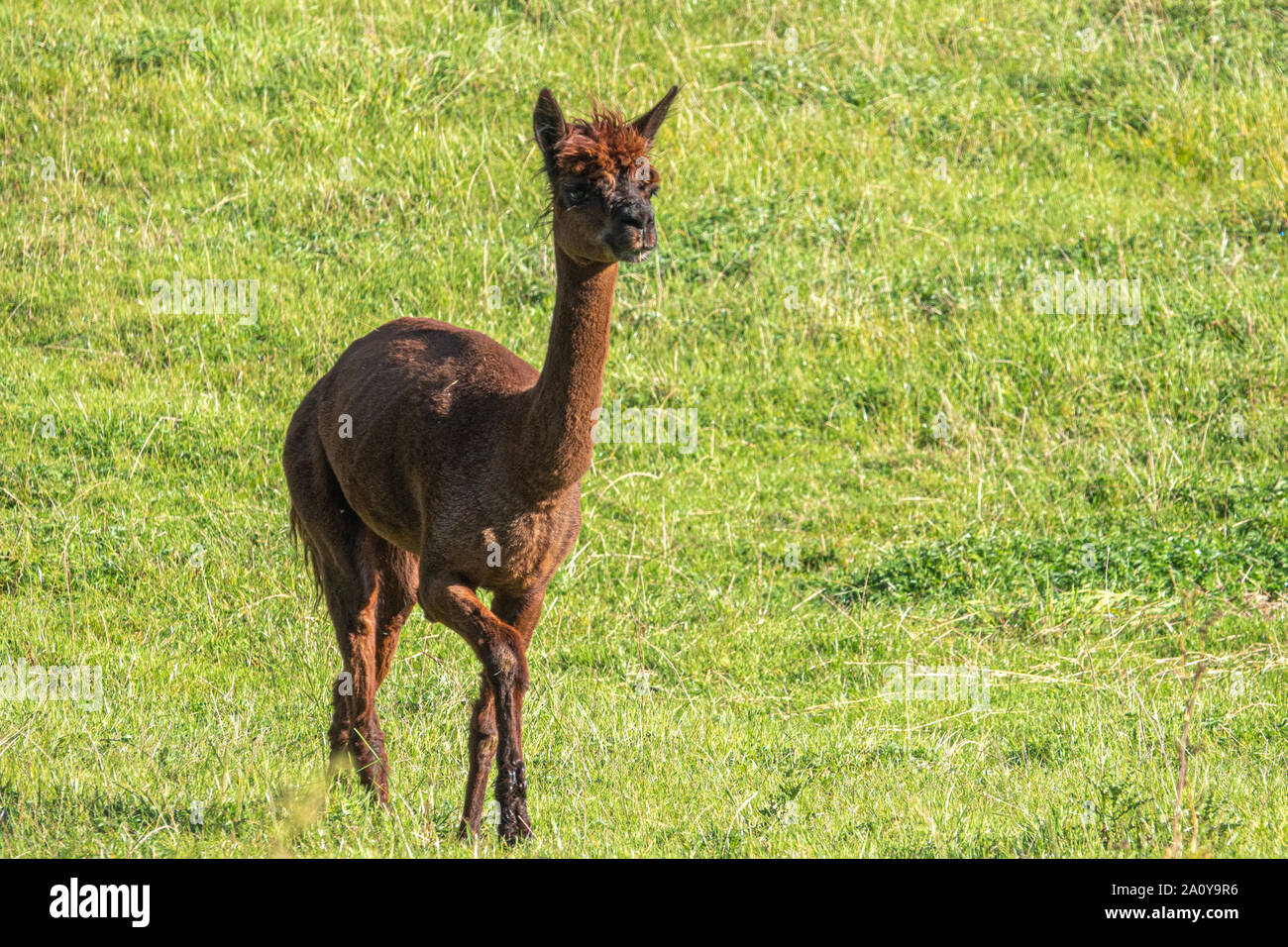 peru-alpaca-shorn-hi-res-stock-photography-and-images-alamy