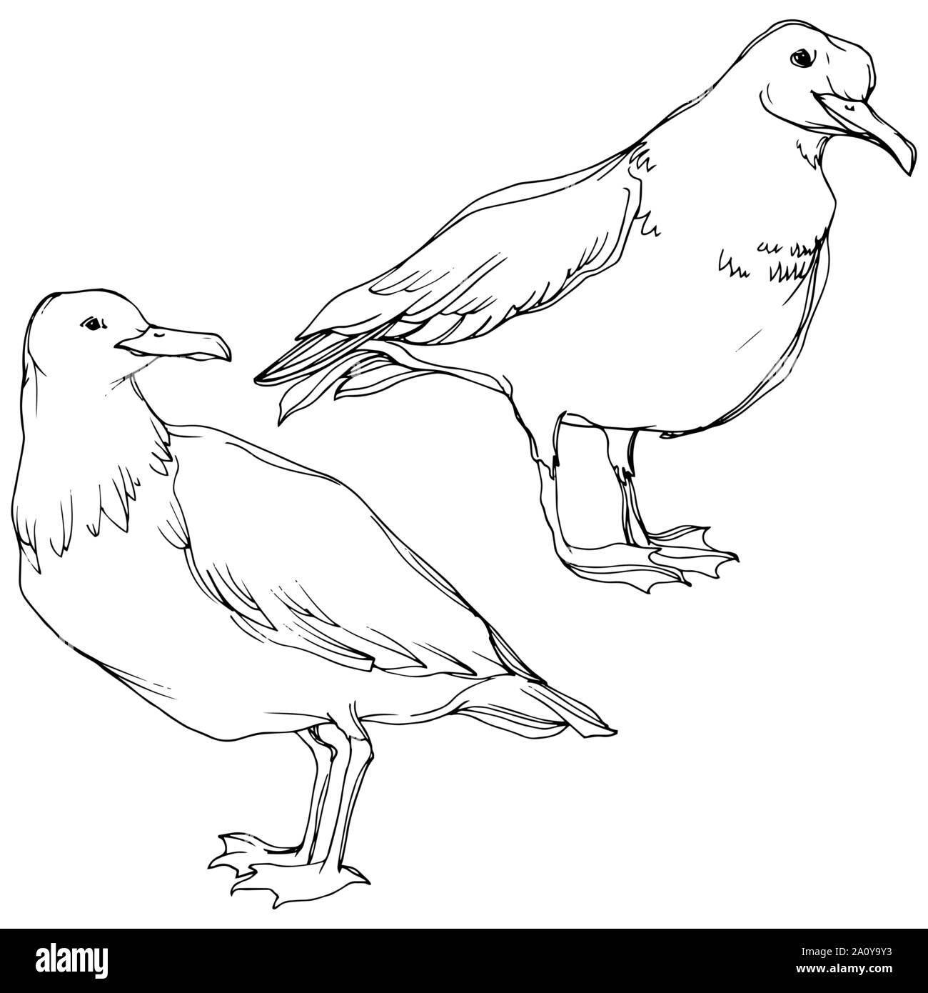 Vector Sky bird seagull in a wildlife. Black and white engraved ink art ...