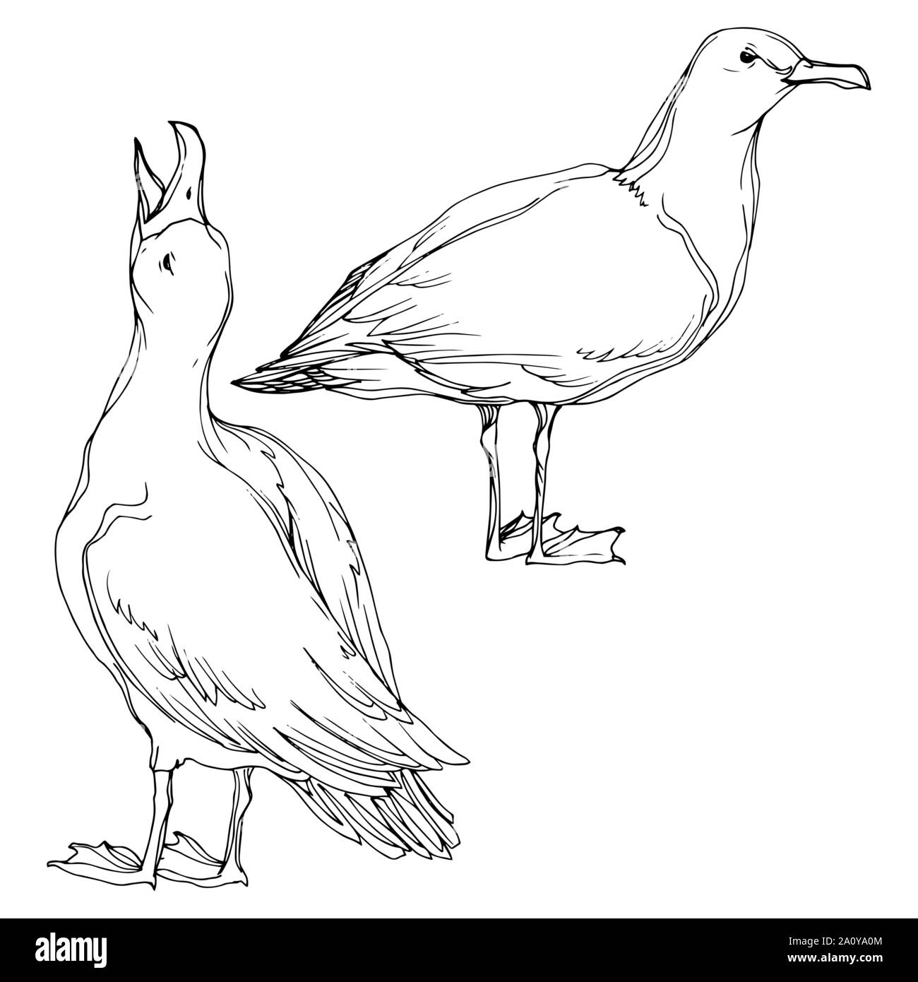 Vector Sky bird seagull in a wildlife. Black and white engraved ink art ...