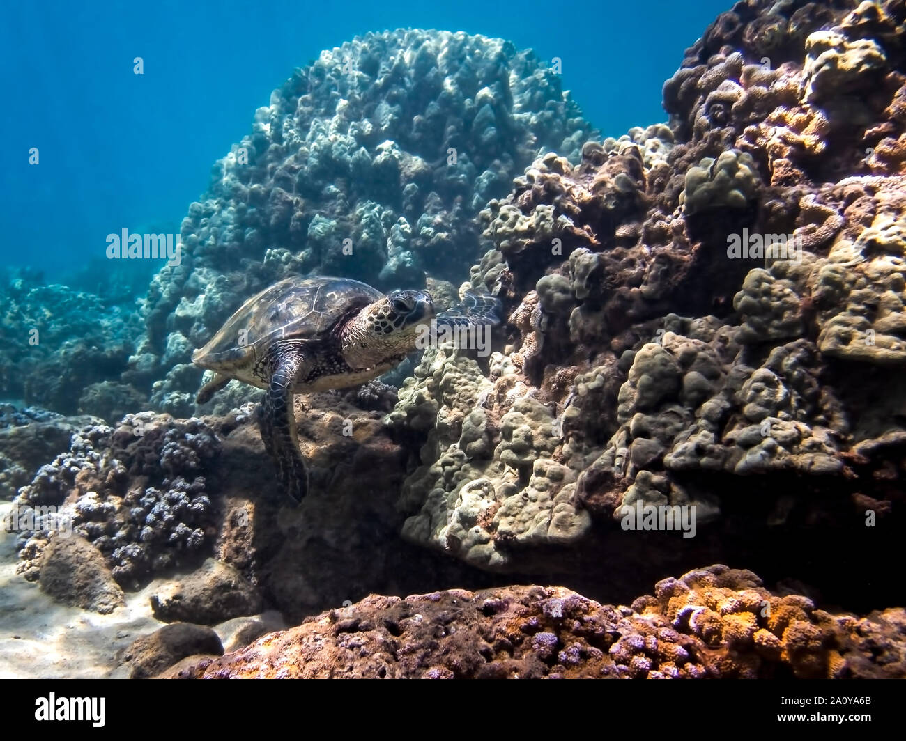 Green sea turtle swims along coral landscape underwater in Hawaii. Stock Photo