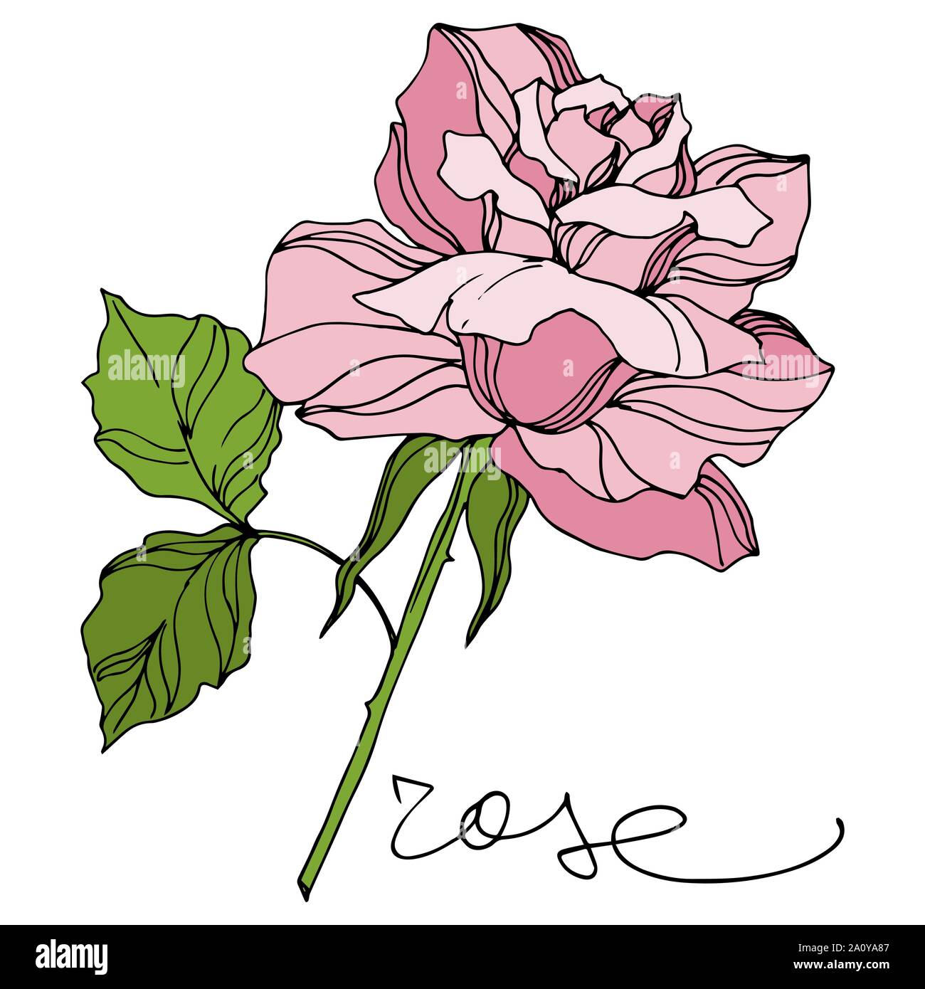 Vector Rose floral botanical flowers. Wild spring leaf wildflower ...