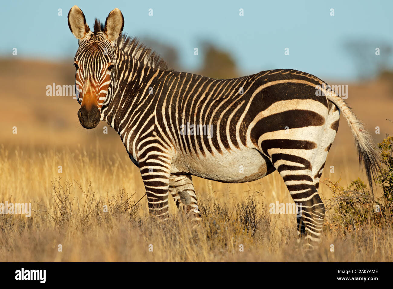 Cape mountain zebra (Equus zebra) in natural habitat, Mountain Zebra National Park, South Africa Stock Photo