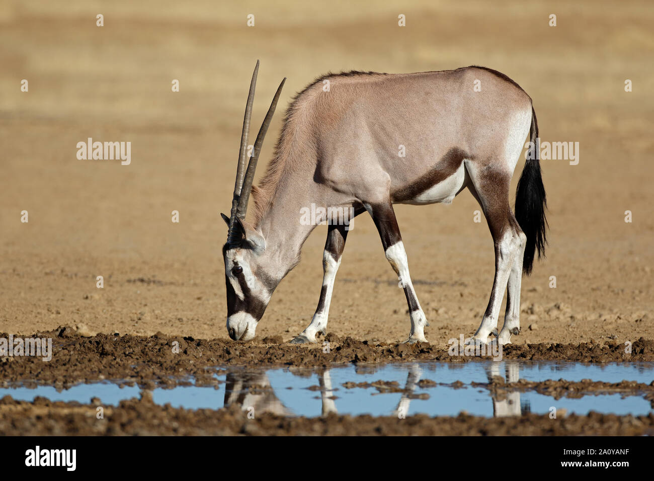 A gemsbok antelope (Oryx gazella) at a waterhole, Kalahari desert, South Africa Stock Photo