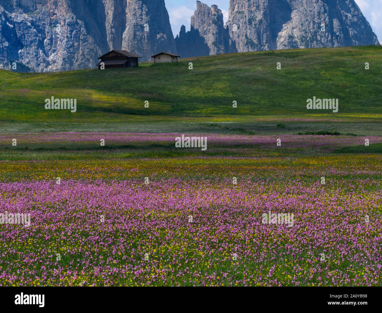 Compatsch village Seiser Alm Dolomites plateau largest Alpine meadow in Europe. Ragged Robin and cotton grass and other wildflowers Stock Photo