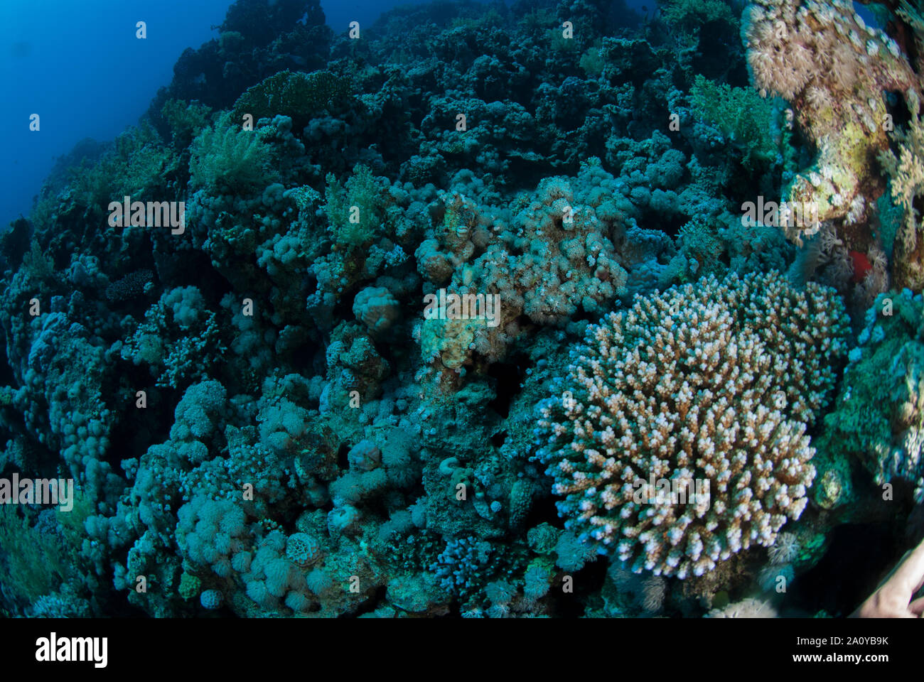 Hard coral, Acropora digitifera, Acroporidae, Sharm el Sheikh, Red Sea, Egypt Stock Photo