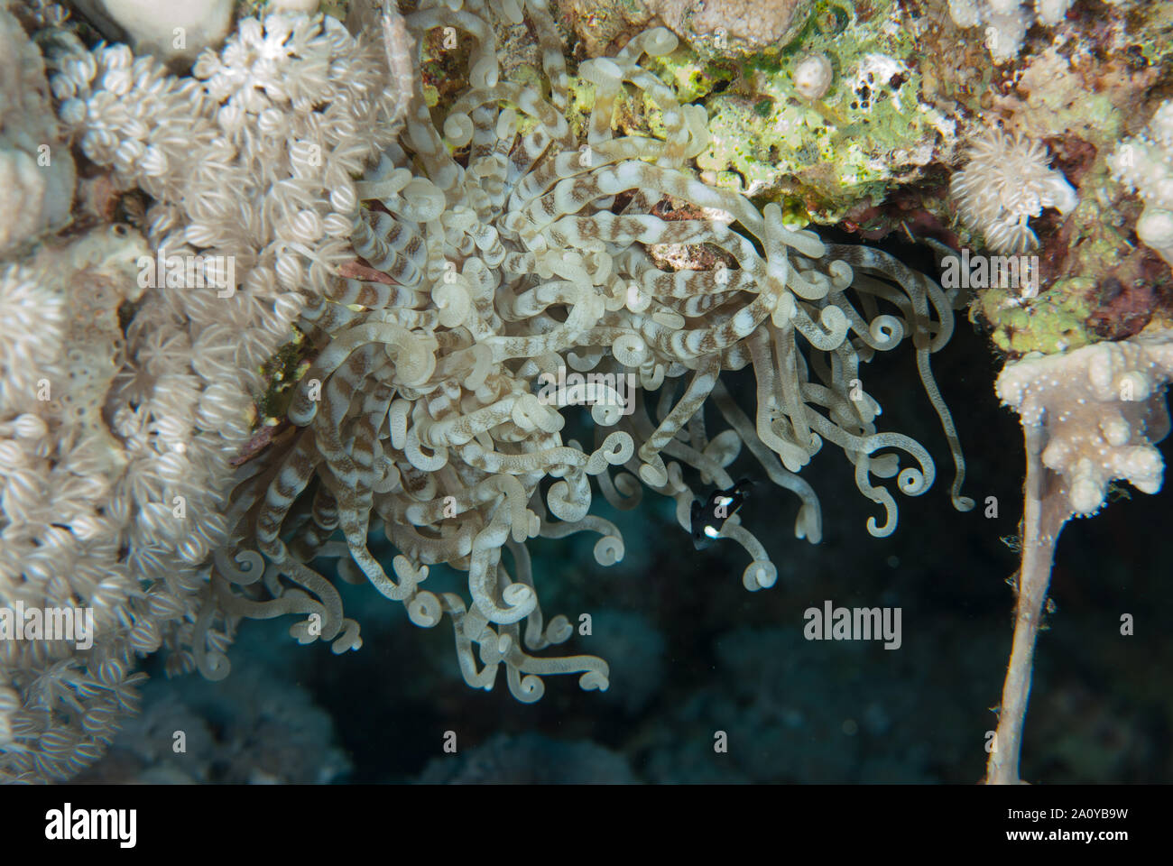 Beaded anemone, Heteractis aurora, Stichodactylidae, Sharm el Sheikh Red Sea, Egypt Stock Photo
