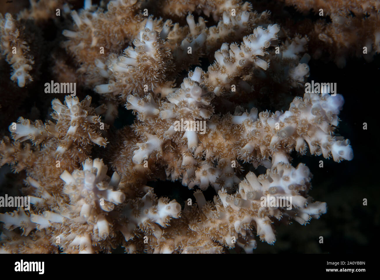 Staghorn coral, Acropora pulchra, Acroporidae, Sharm el Sheikh Red Sea, Egypt Stock Photo