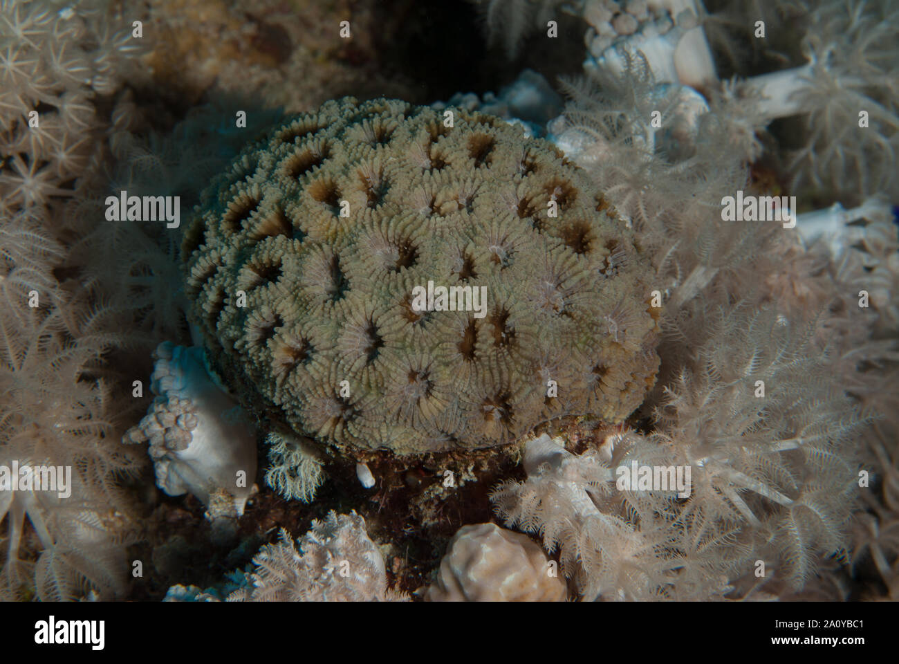 Largest Star Coral, Favites abdita, Merulinidae, Sharm el-Sheikh, Red Sea, Egypt Stock Photo