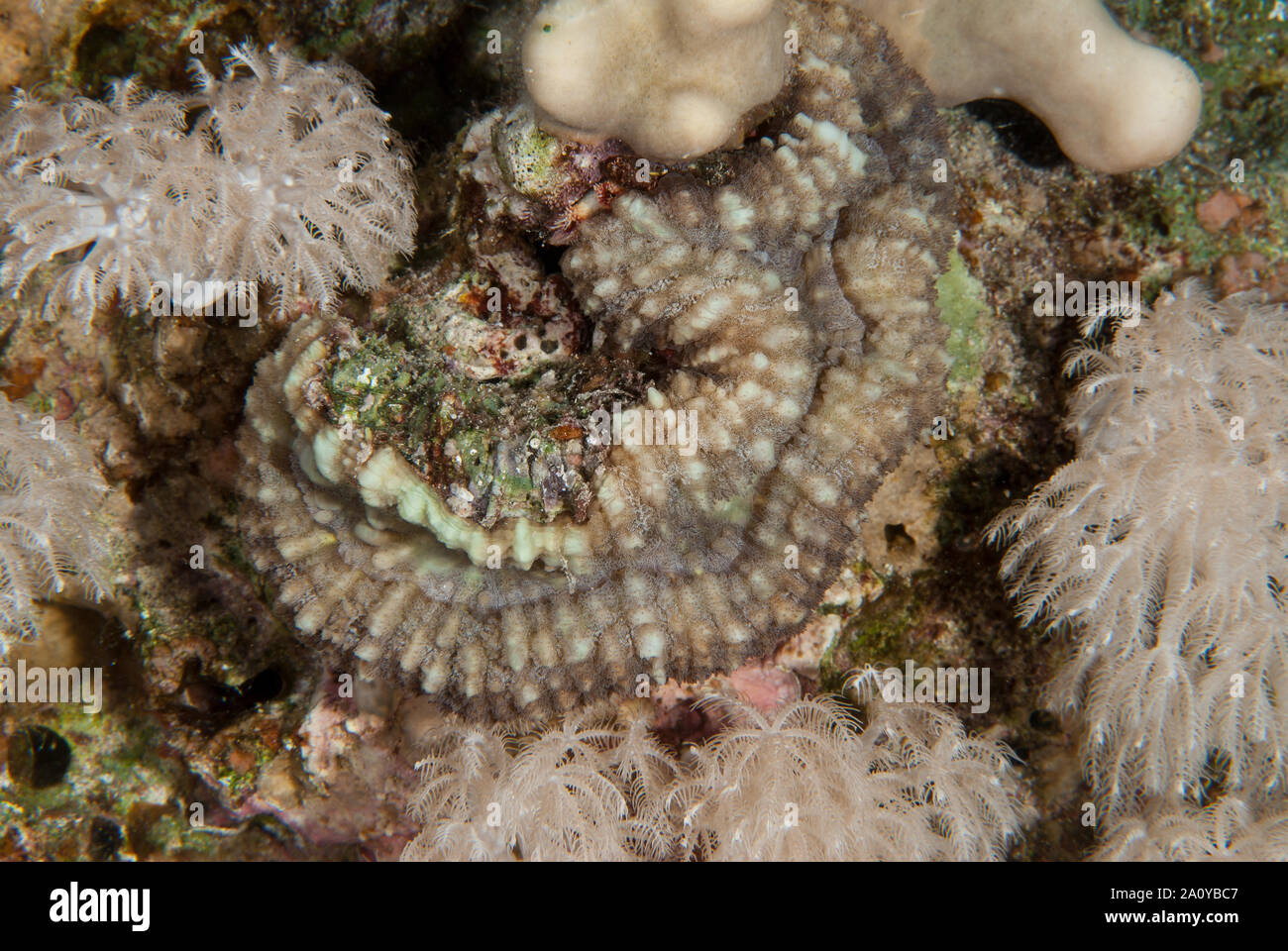 Lobed cactus coral or brain root coral, Lobophyllia sp., Mussidae, Sharm el-Sheikh, Red Sea, Egypt Stock Photo